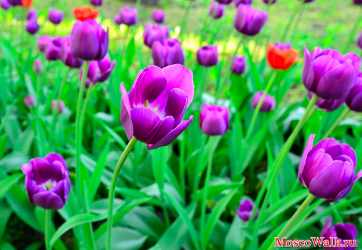 фиолетовый тюльпан