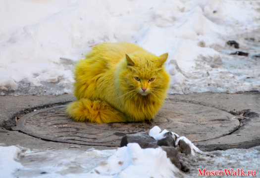 кот ярко желтого цвета