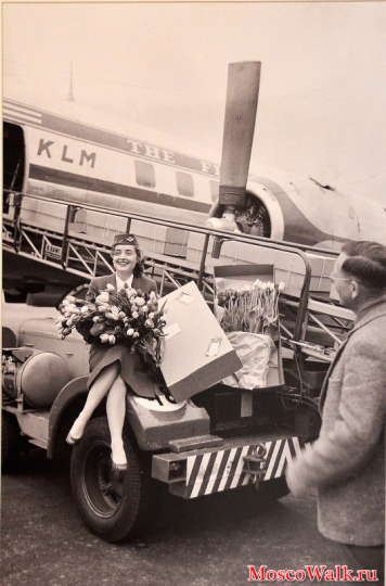 Тюльпаны из Амстердама отправляются в Йоханнесбург, 1956 год