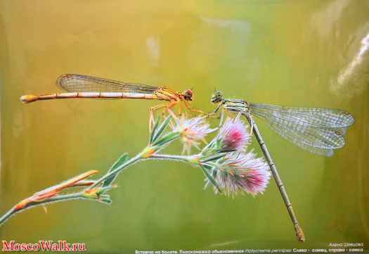 Брачная жизнь стрекоз уникальна и не имеет аналогов среди насекомых, а любовные позы достойны быть внесенными в Кама-Сутру