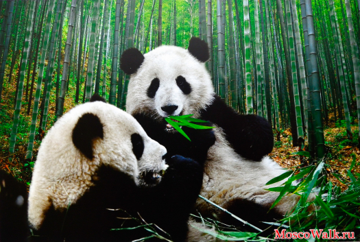 Резерваты гигантской панды