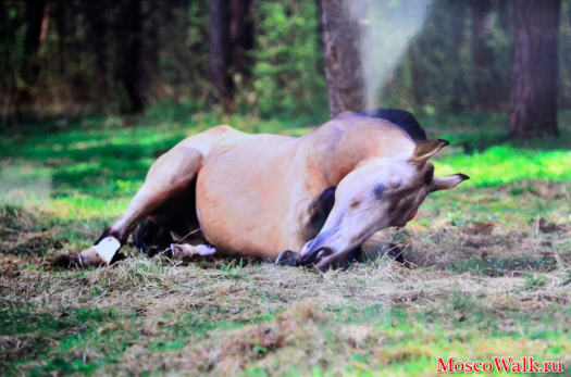  фотовыставка Екатерины Друзь "Мир лошади"