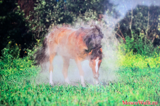 Уэльский пони Империал. Фотовыставка в Сокольниках