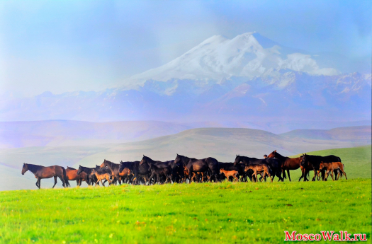 Табун карачаевских лошадей