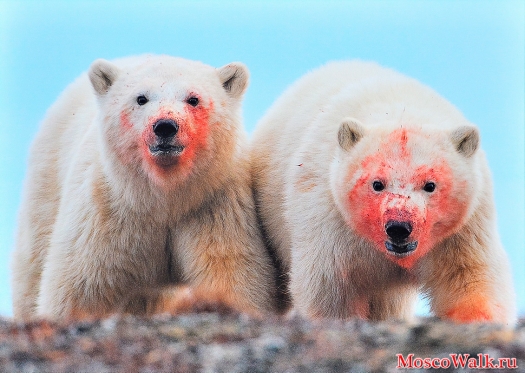медведи едят нерпу