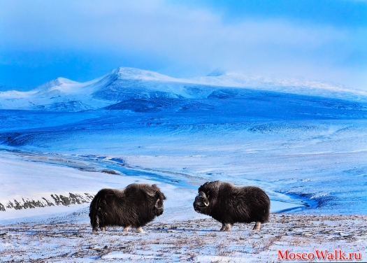 Овцебыки в Арктике