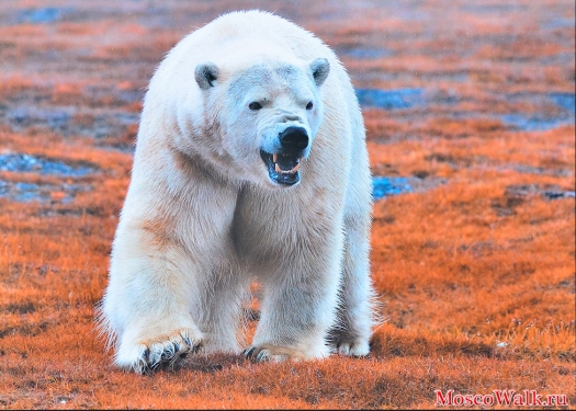 Белый медведь - это стопроцентный хищник