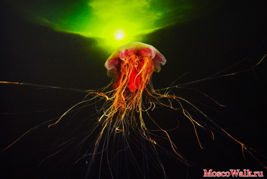 Cyanea Capillata - самая большая медуза в Мировом океане