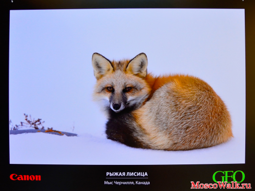 Выставка в ГУМе. Рыжая лисица. Мыс Черчилля, Канада