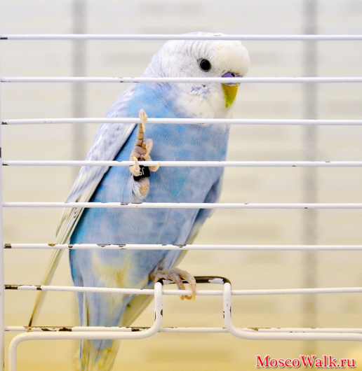 Волнистый попугайчик - стайная птица