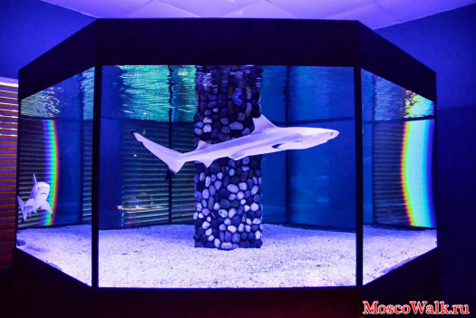 Живые акулы в музее