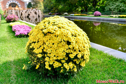 куст жёлтой хризантемы