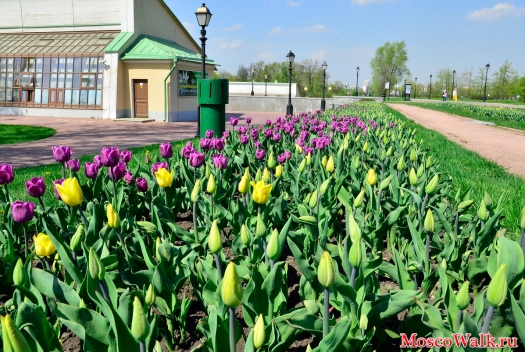 тюльпаны в Царицыно