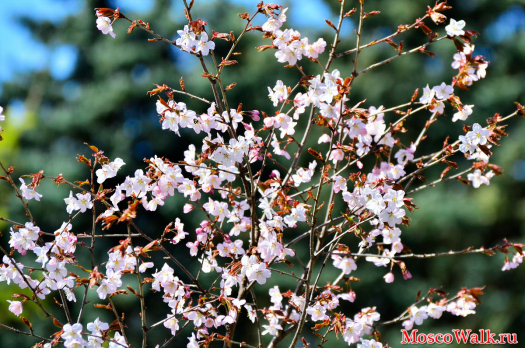 Цветение Сакуры в московском парке