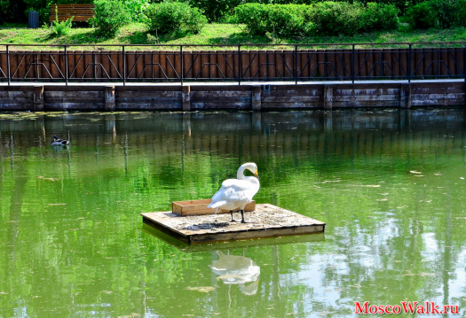 Белые лебеди в пруду парка Сокольники