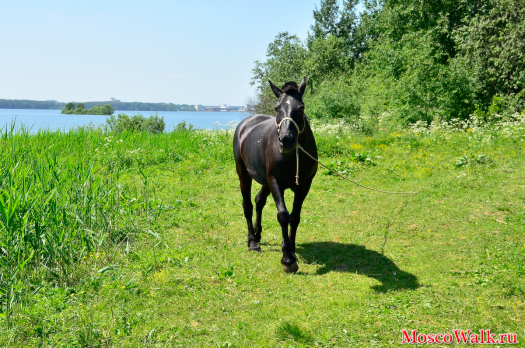 Лошадка на берегу озера Сенеж