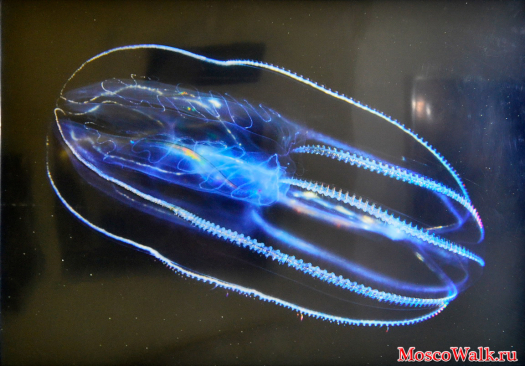 Гребники - обитатели планктона
