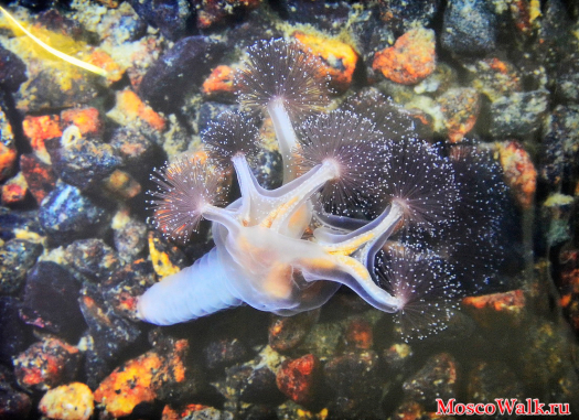 Ставромедузы - сидячие медузы