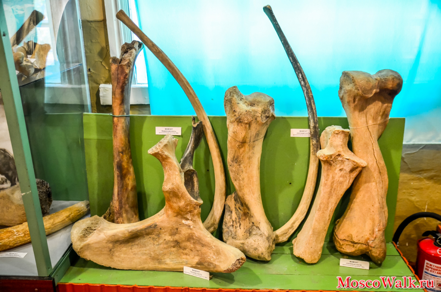 Кости мамонта в музее
