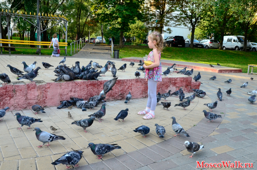 Дети кормят голубей с рук
