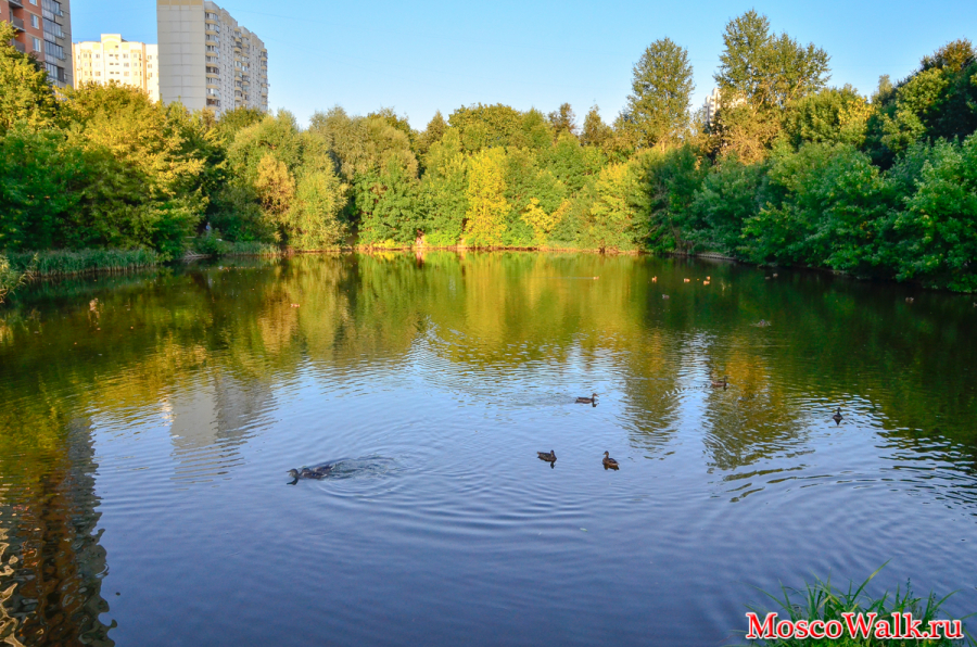 Бирюлёвский пруд. Народный парк