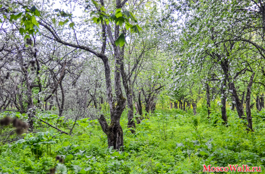 Яблони в Коробковском саду