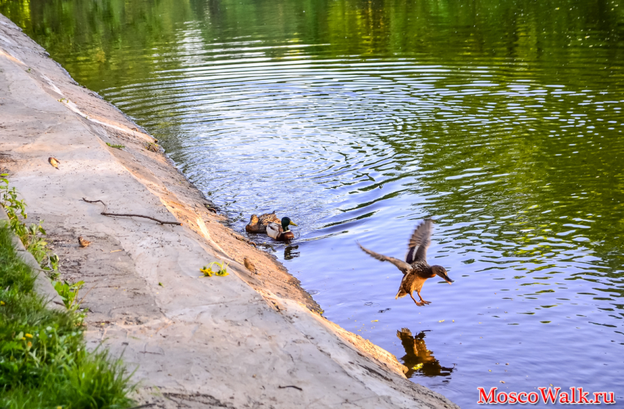 Утки в Коробковском пруду
