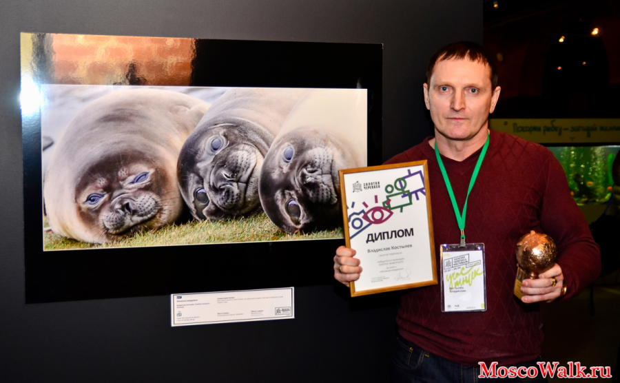 Вячеслав Костылев победитель в номинации портрет животного с фотоработой "Милашки-морашки"