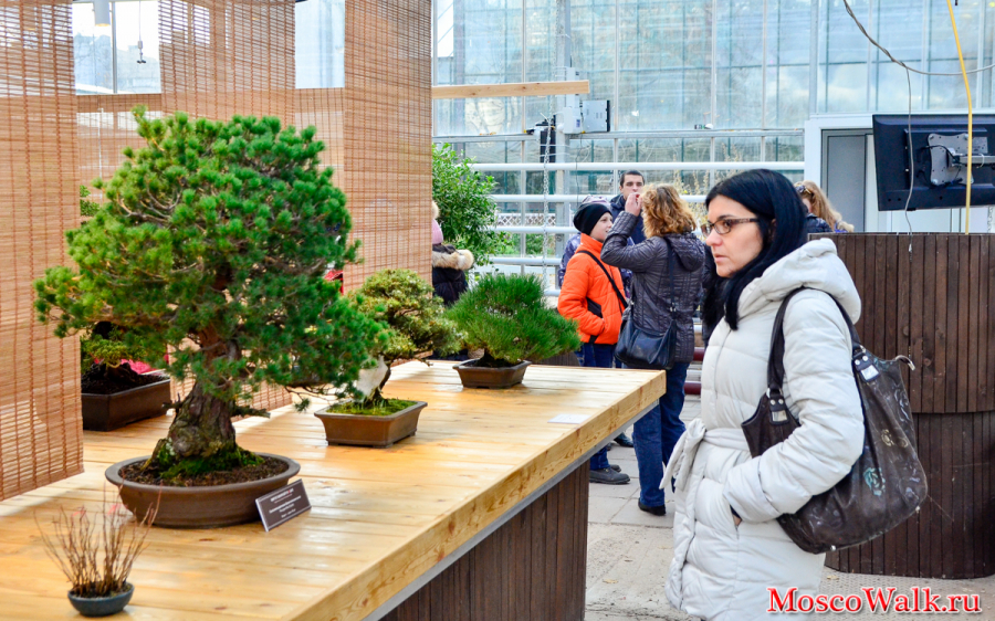 выставка японский бонсай в Аптекарском огороде