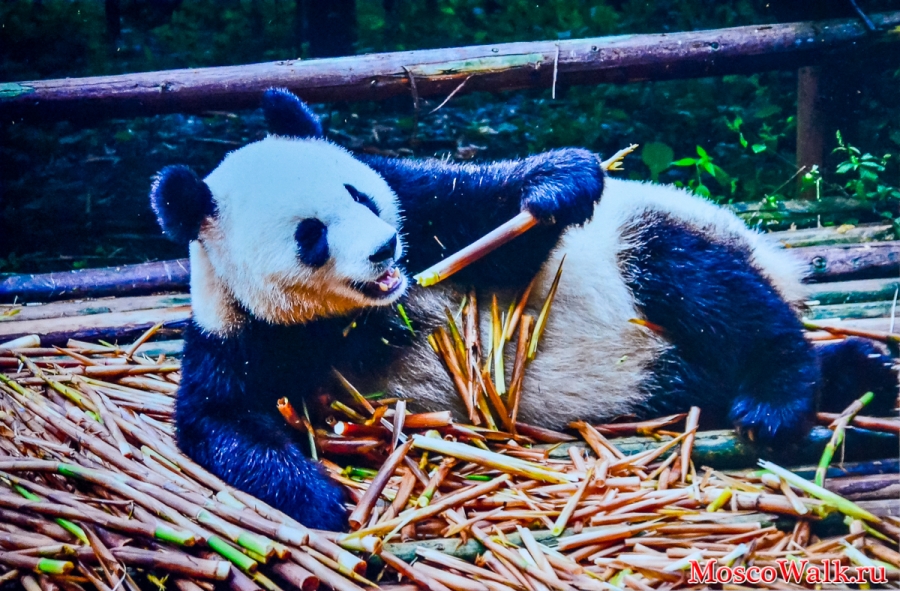 панда кушает бамбук