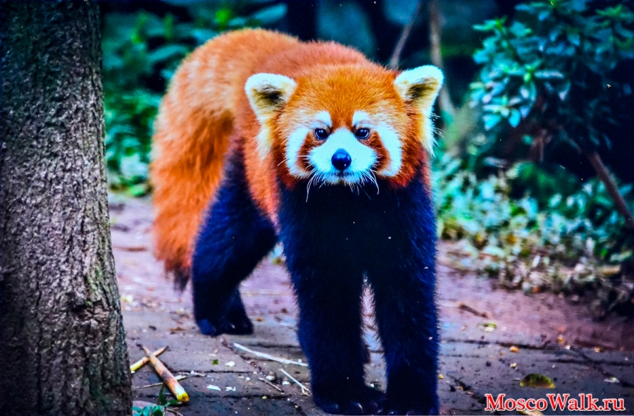 Красная панда в Китае