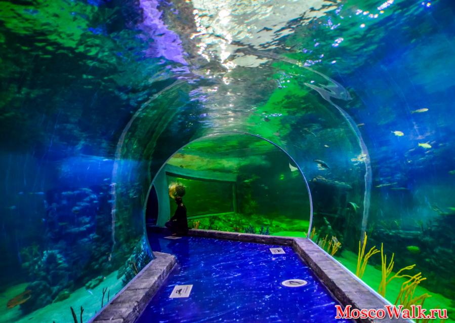 водный тоннель океанариум