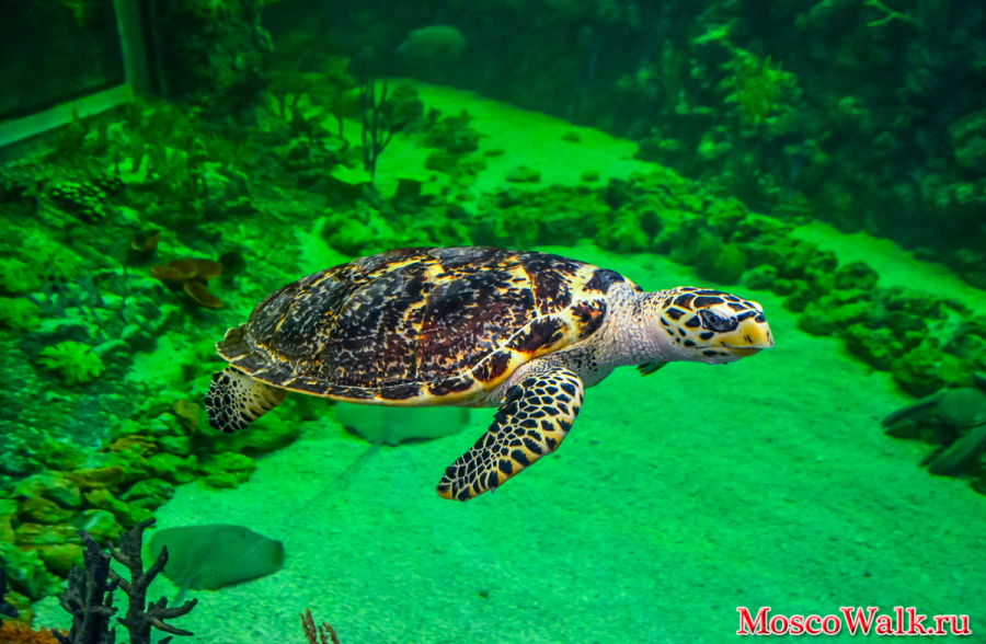 Черепаха в океанариуме