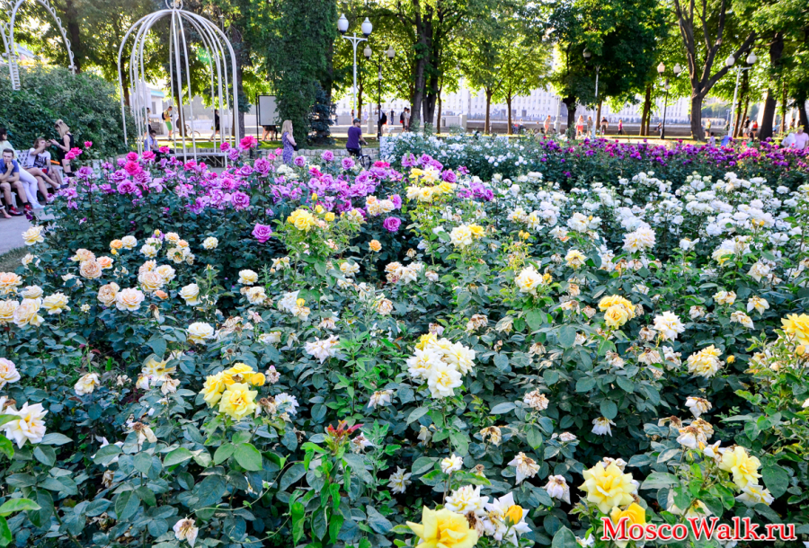 Розы в парке Горького