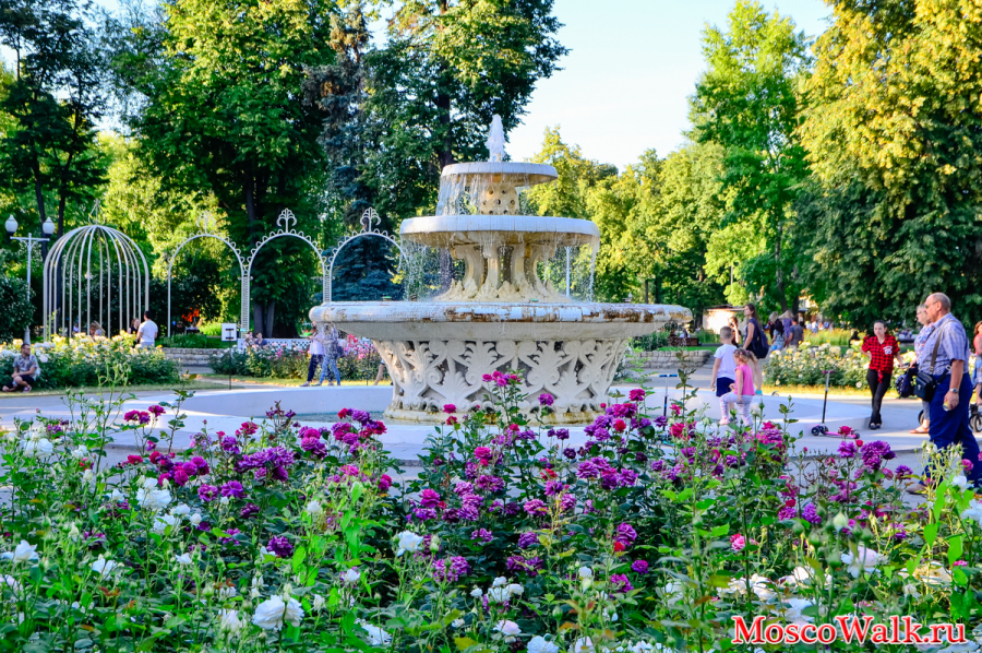 Розарий с фонтаном в парке Горького