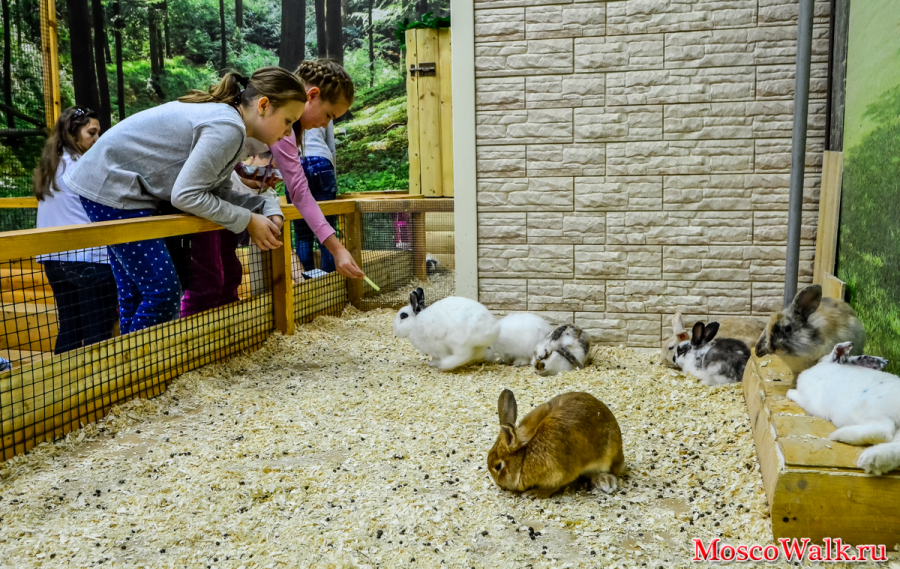 Кролики в контактном зоопарке
