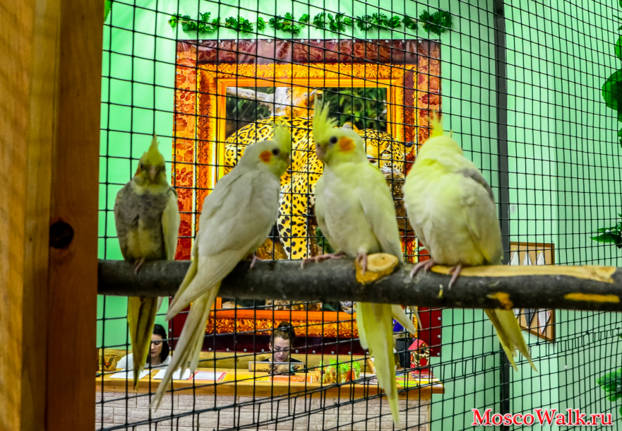 попугаи в контактном зоопарке