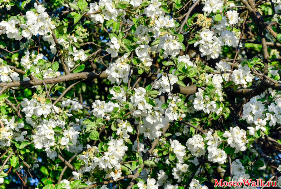цветущие яблони в Коломенском