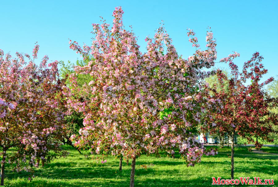 цветение яблонь в парке