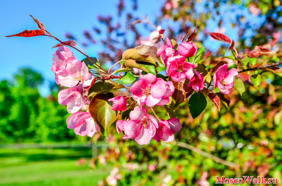 Цветение яблонь в парке Коломенское