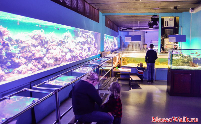 экскурсия для детей и взрослых в "Морской аквариум" на Чистых прудах