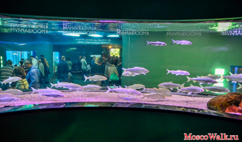 аквариумы в Москвариуме
