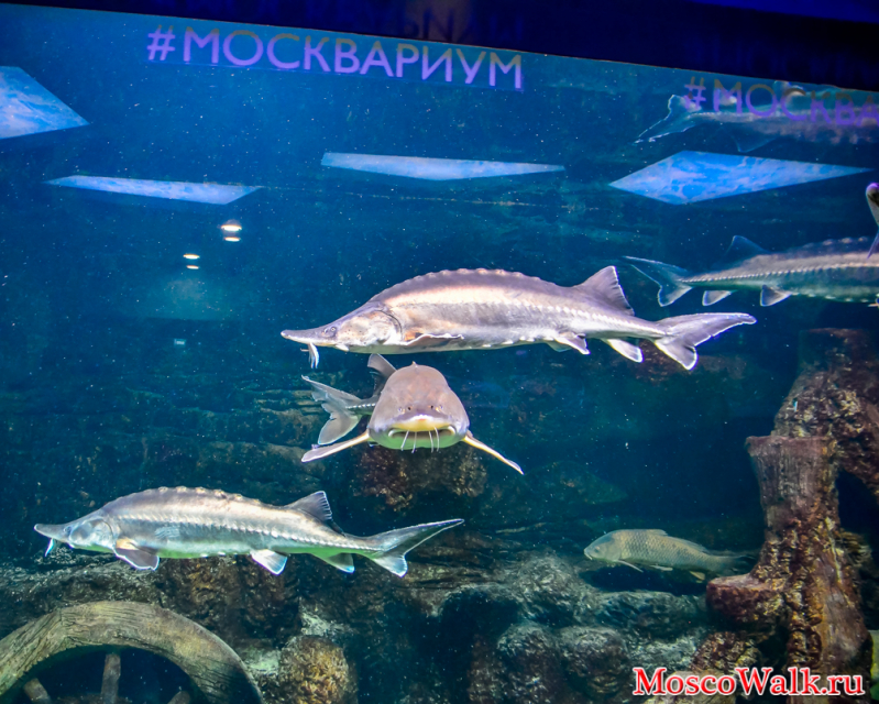Рыбы в Москвариуме на ВДНХ