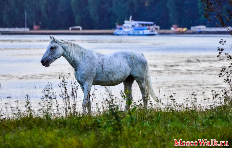 лошадь на берегу реки