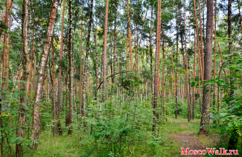 Сосновый лес в Серебряном бору