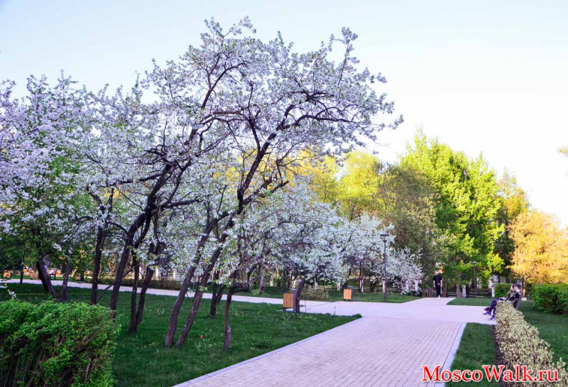 цветение деревьев в парке