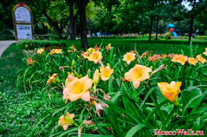 цветы в Екатерининском парке