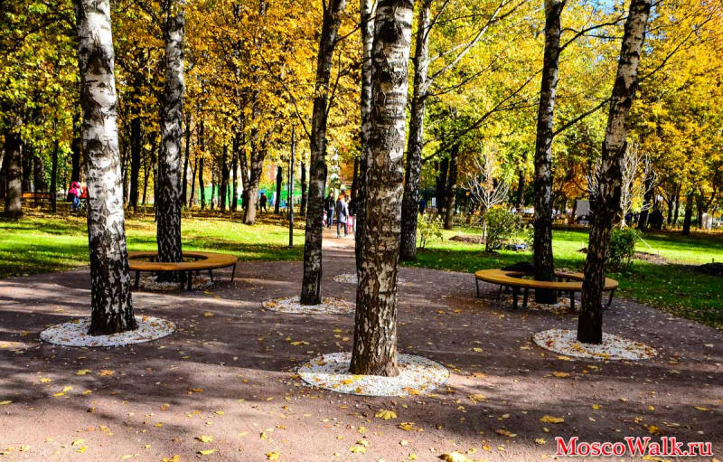 Парк с березами в Москве