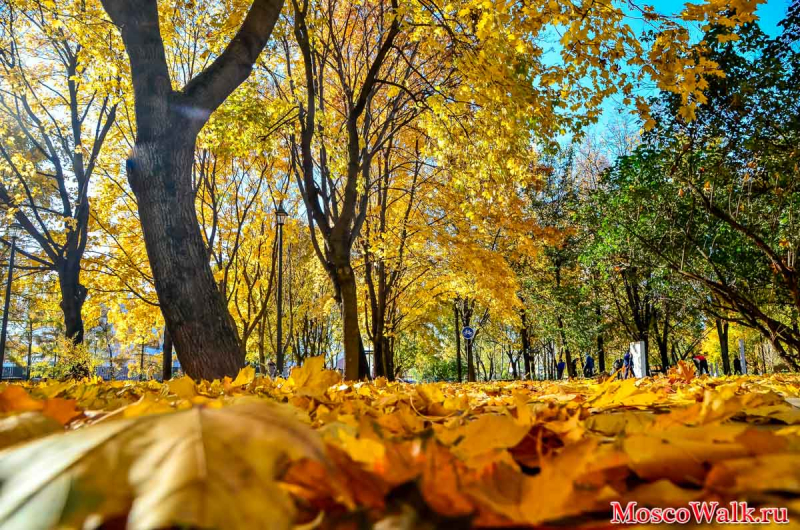 осень в парке имени Федорова