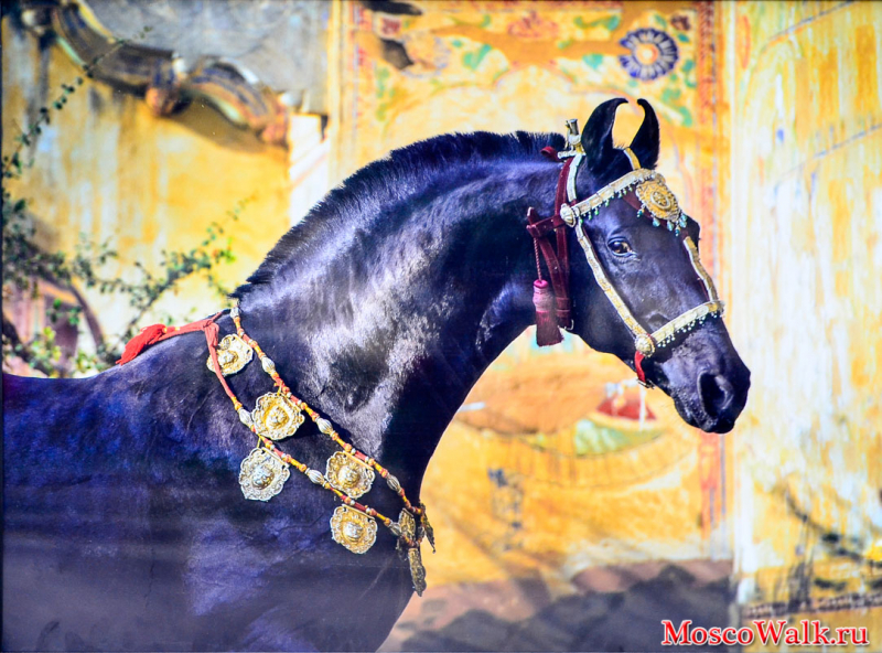 фотовыставка «Лошади Мира»